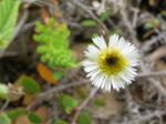 : - Tetramolopium rockii