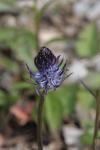 Schwarze Teufelskralle - Phyteuma nigrum