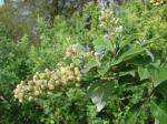 Annabuchenlorbeer - Vitex trifolia
