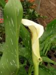 Weißfleckige Zimmercalla-Zantedeschia albomaculata