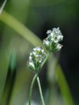 : - Plantago erecta