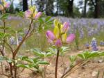 : - Lupinus stiversii