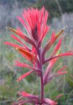 : - Castilleja subinclusa