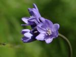 : - Dichelostemma congestum