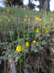 : - Acmispon strigosus