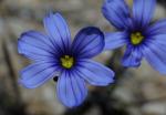 :-Sisyrinchium bellum