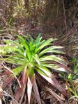 : - Argyroxiphium grayanum