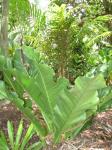 : - Anthurium hookeri