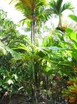 : - Areca vestiaria