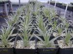: - Argyroxiphium kauense
