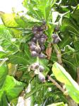 : - Barringtonia edulis