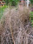 Fuchsrote Segge - Carex buchananii