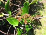 : - Combretum coccineum