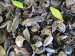: - Cynometra iripa