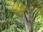 : - Dypsis madagascariensis