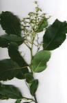 : - Ehretia acuminata