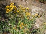 Echtes Johanniskraut - Hypericum perforatum
