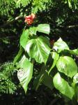 : - Hibiscus elatus