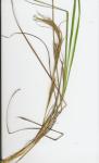 : - Hyparrhenia dregeana