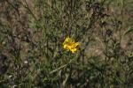 Florentiner Habichtskraut - Hieracium piloselloides