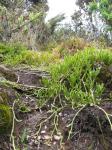 : - Lycopodium venustulum