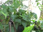 : - Microsorum spectrum