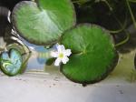 : - Nymphoides aquatica