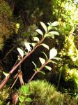 : - Peperomia eekana