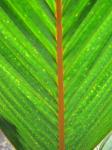 : - Phoenicophorium borsigianum