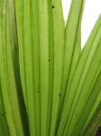 : - Pritchardia woodii