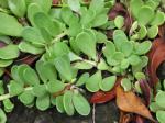 : - Senecio jacobsenii