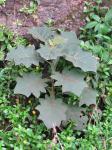 : - Solanum robustum