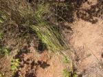 : - Trisetum inaequale
