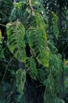 : - Monstera adansonii var. laniata