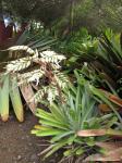 : - Vriesea geniculata