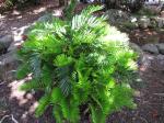 : - Zamia integrifolia