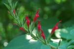 Honigmelonen-Salbei - Salvia elegans