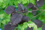 Lambertshasel - Corylus maxima
