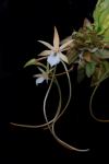 :-Aerangis punctata
