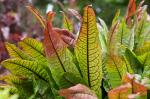 Hain-Ampfer - Rumex sanguineus