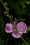 : - Sidalcea glaucescens