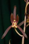 :-Cymbidium sinense
