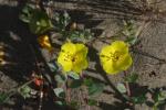 : - Camissoniopsis cheiranthifolia subsp. suffruticosa