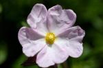 Cistus ×skanbergii - Cistus skanbergii