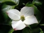 Asiatischer Blüten-Hartriegel-Cornus kousa