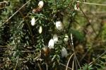 : - Disterigma pernettyoides