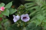 : - Gloxinia perennis
