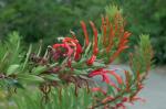 : - Lobelia excelsa