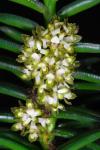 : - Omoea philippinensis