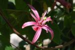 Blutrote Passionsblume
- Passiflora sanguinolenta
